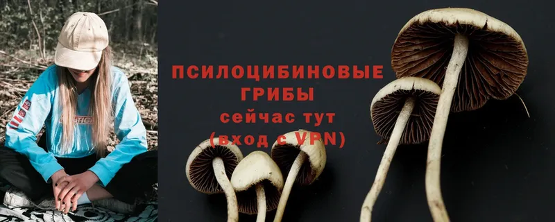 KRAKEN зеркало  Балтийск  Псилоцибиновые грибы MAGIC MUSHROOMS  что такое  